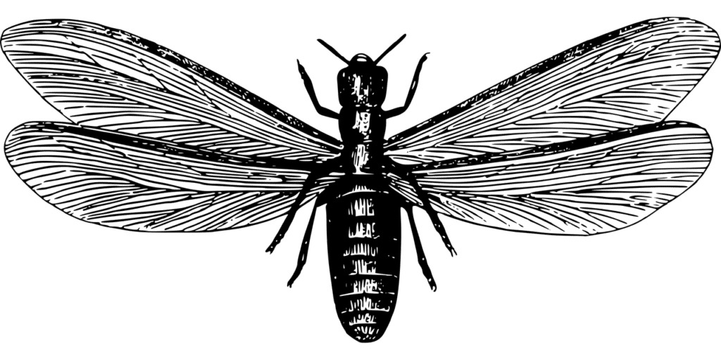 חרק