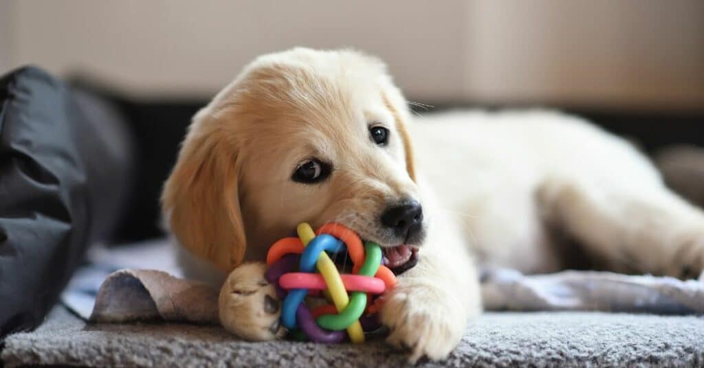 איך בוחרים צעצוע לגור כלבים